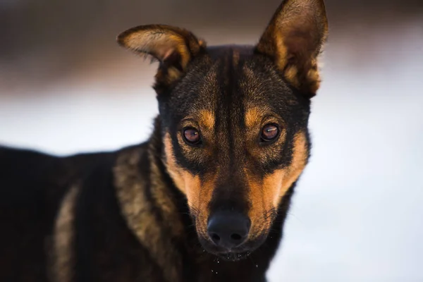 Porträtt av vacker svart hund, titta på kameran, sitter i en solig äng — Stockfoto