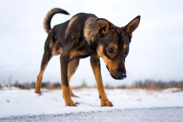 Портрет красивой собаки, смотрящей вниз, зимой — стоковое фото