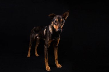 Sevimli siyah kırmızı köpek