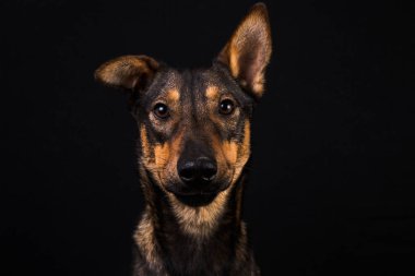 Sevimli siyah kırmızı köpek