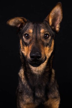 Sevimli siyah kırmızı köpek