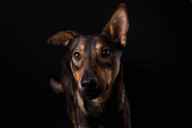 Sevimli siyah kırmızı köpek