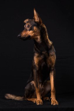 Sevimli siyah kırmızı köpek