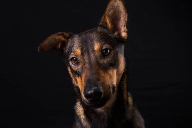 Sevimli siyah kırmızı köpek