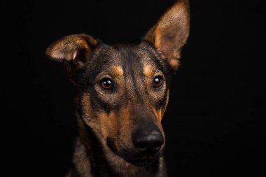 Sevimli siyah kırmızı köpek