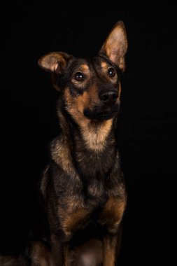 Sevimli siyah kırmızı köpek