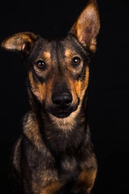 Sevimli siyah kırmızı köpek