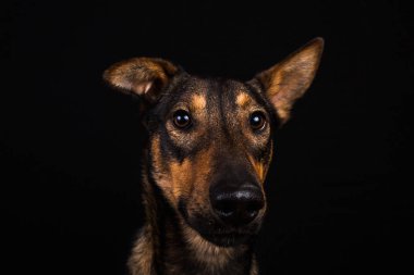 Sevimli siyah kırmızı köpek