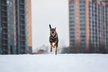 Güzel köpek, kameraya çalıştıran portresi