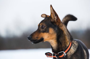 Bir kenara arıyorum, bir çayırda oturan güzel siyah köpek portresi