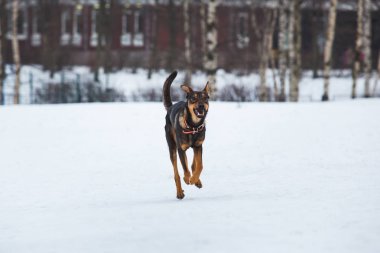 Güzel köpek, kameraya çalıştıran portresi
