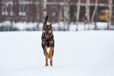 Güzel köpek, kameraya çalıştıran portresi