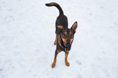 Bir kenara arıyorum, bir çayırda oturan güzel siyah köpek portresi