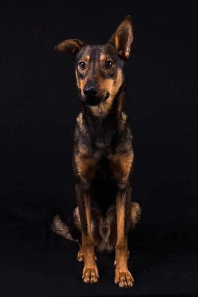 Sevimli siyah kırmızı köpek — Stok fotoğraf