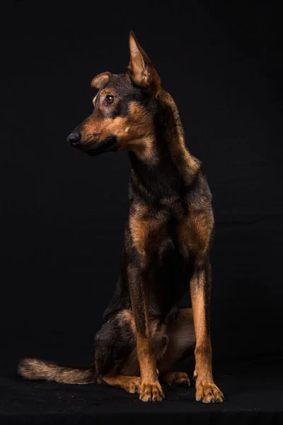 Aranyos fekete piros kutya — Stock Fotó