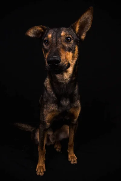 Aranyos fekete piros kutya — Stock Fotó
