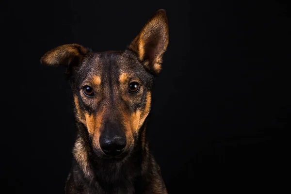 Söt svart röda hund — Stockfoto
