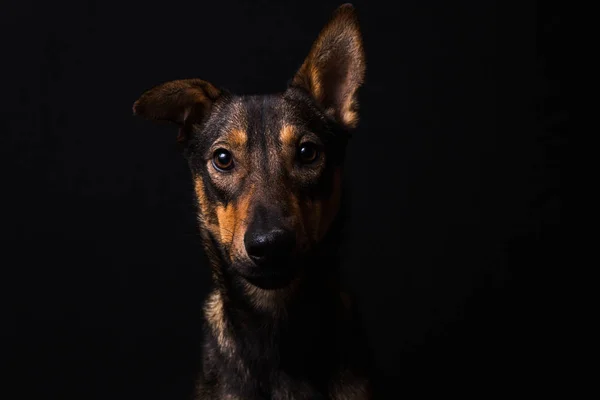 Niedlicher schwarzer roter Hund — Stockfoto