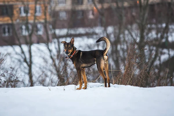 Retrato de belo cão preto, olhando para o lado, sentado em um prado — Fotografia de Stock