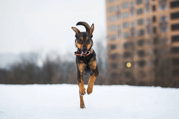 Πορτρέτο του όμορφο σκυλί, που τρέχει σε κάμερα — Φωτογραφία Αρχείου