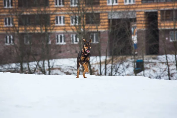 Портрет красивой собаки, бегущей перед камерой — стоковое фото