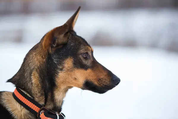 Porträtt av vacker svart hund, tittar åt sidan, sitter på en äng — Stockfoto