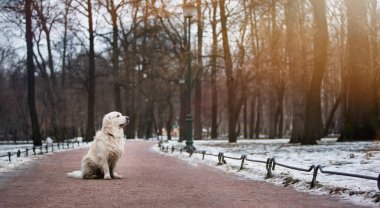 A beautiful, cute golden retriever dog sitting on a sidewalk in a park on a winter day clipart