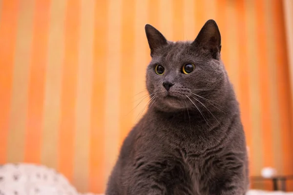 Escocês brittish Shorthair cinza azul dramático gato em uma cama branca — Fotografia de Stock