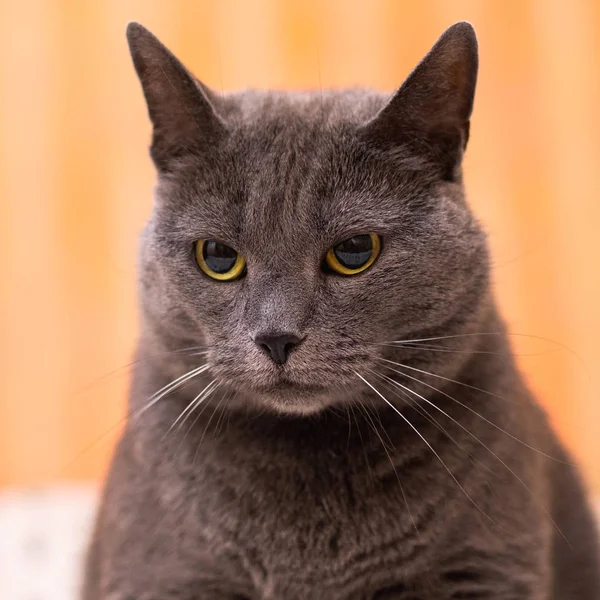 スコットランドの若手ショートヘア灰色白いベッドの上の青の劇的な猫 — ストック写真