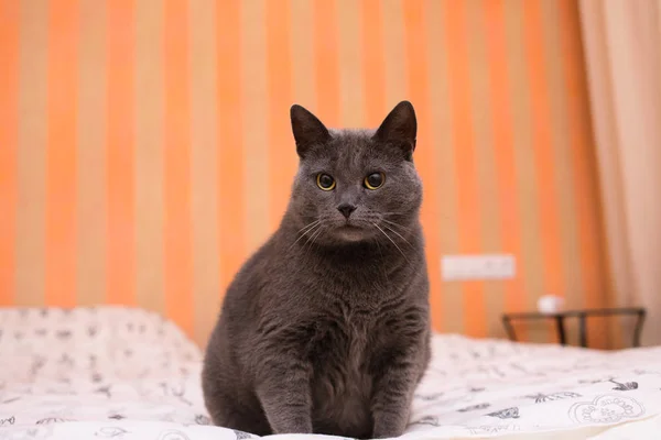 Schottische Britisch Kurzhaar grau blau dramatische Katze auf einem weißen Bett — Stockfoto