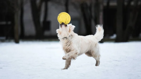 Un hermoso, lindo y tierno perro perdiguero dorado jugando en un parque en un día nublado de invierno — Foto de Stock