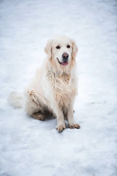 Een mooi, lief en schattig golden retriever hond zittend in een park op een winterse bewolkte dag — Stockfoto