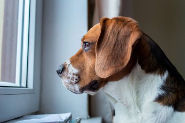 Amerikan beagle bulldog pencereden bakıyor