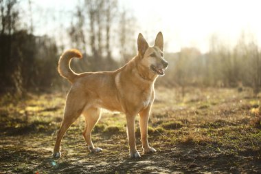 Bahar doğasının arka planında melez