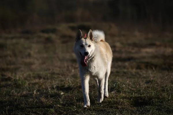 Mongrel on the background of spring nature — Stock Photo, Image