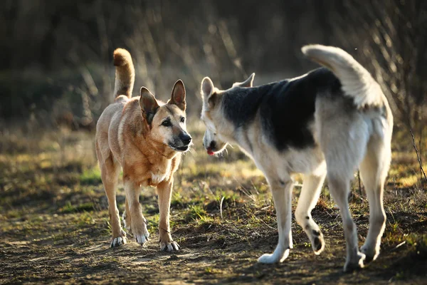 Cães amigáveis reunião no campo no pôr do sol — Fotografia de Stock