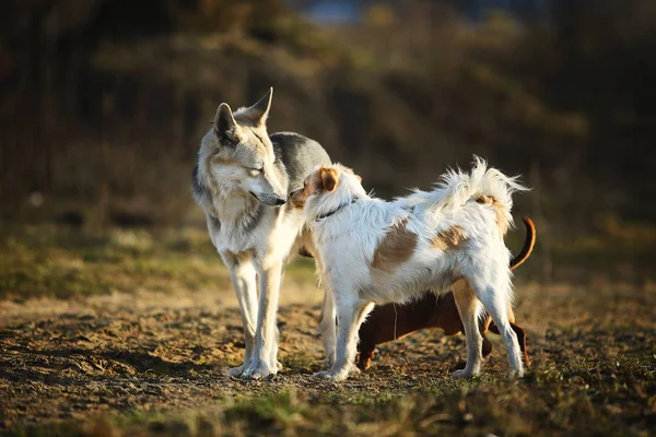 Vriendelijke honden ontmoeten elkaar op het platteland bij zonsondergang — Stockfoto