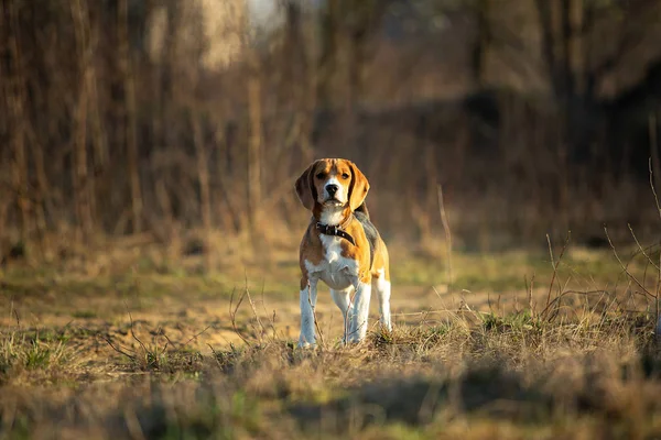 Carino cucciolo in piedi su erba in campagna — Foto Stock