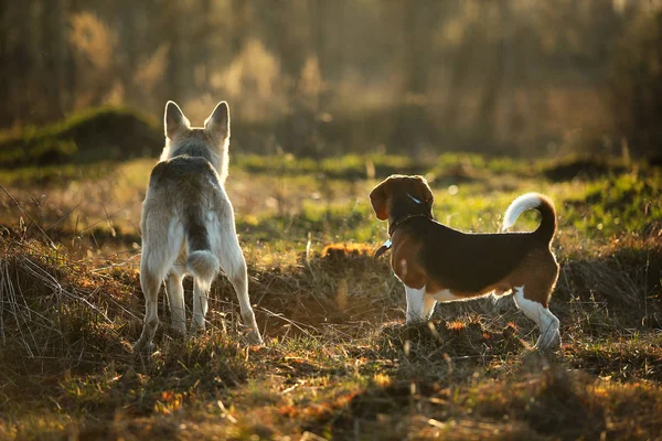 Két kutya áll a füvön vidéken. — Stock Fotó