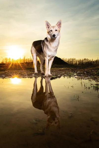 Lindo perro de pie cerca del agua durante la puesta del sol —  Fotos de Stock