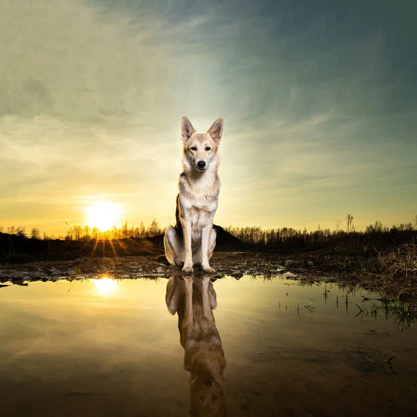 Lindo perro sentado cerca del agua durante el atardecer — Foto de Stock
