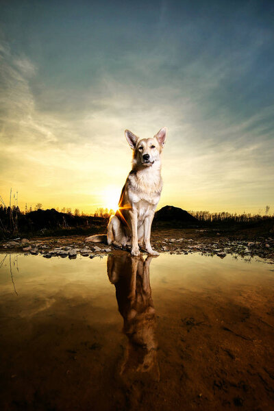 Czechoslovakian Wolfdog sitting near puddle of water against cloudy sundown sky in nature