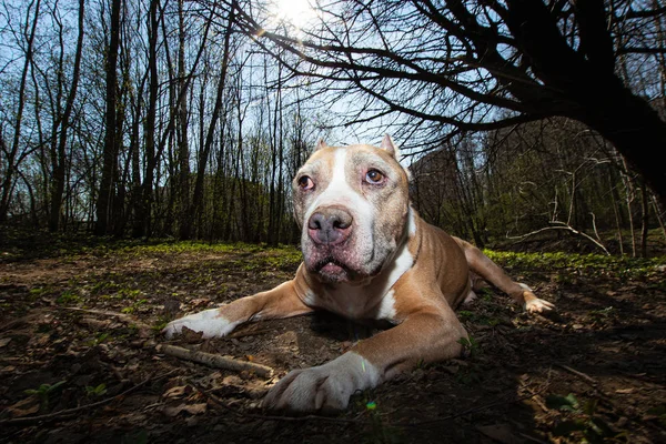 Leal perro acostado en el claro en las afueras — Foto de Stock