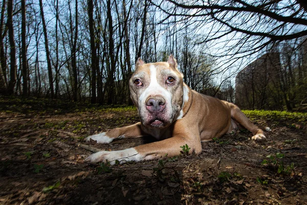 Treuer Hund liegt auf Lichtung am Stadtrand — Stockfoto