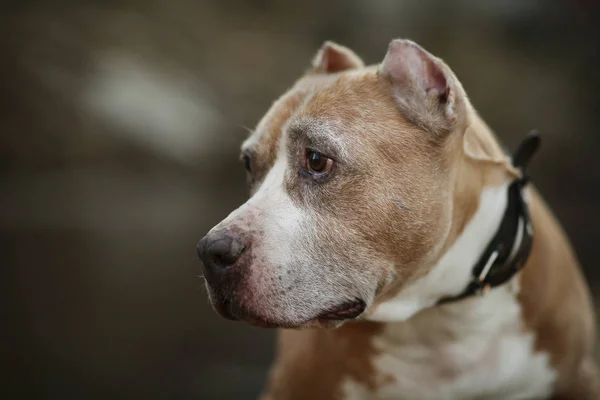 Dog looking away by river and city — стоковое фото