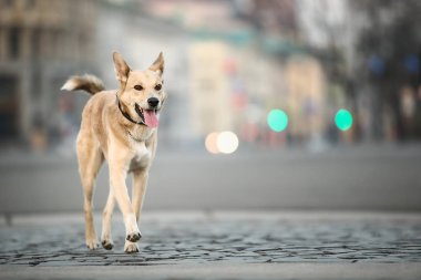 Yetişkin çoban köpeğini uyarın. Tek başına dikilip dik dik bakıyor.