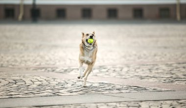 Şen şakrak yetişkin çoban köpeği gün batımında cadde boyunca koşuyor.