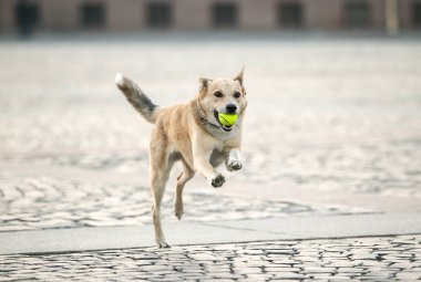 Şen şakrak yetişkin çoban köpeği gün batımında cadde boyunca koşuyor.
