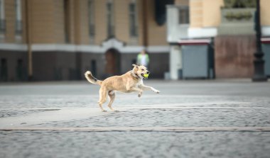 Şen şakrak yetişkin çoban köpeği gün batımında cadde boyunca koşuyor.
