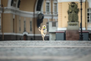 Şen şakrak yetişkin çoban köpeği gün batımında cadde boyunca koşuyor.